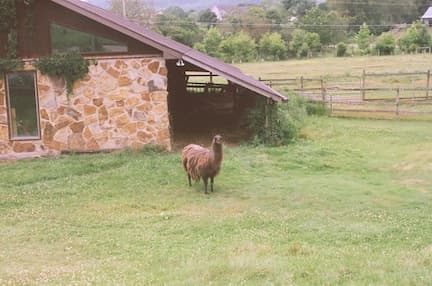 llama